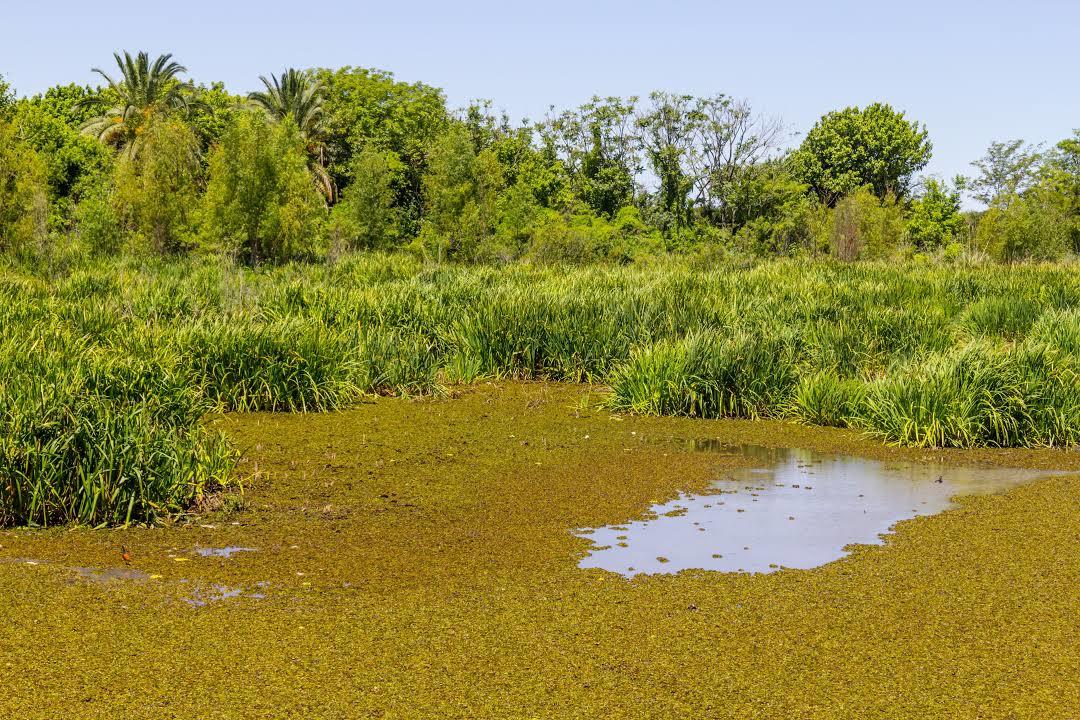 Reserva Ecológica de Buenos Aires